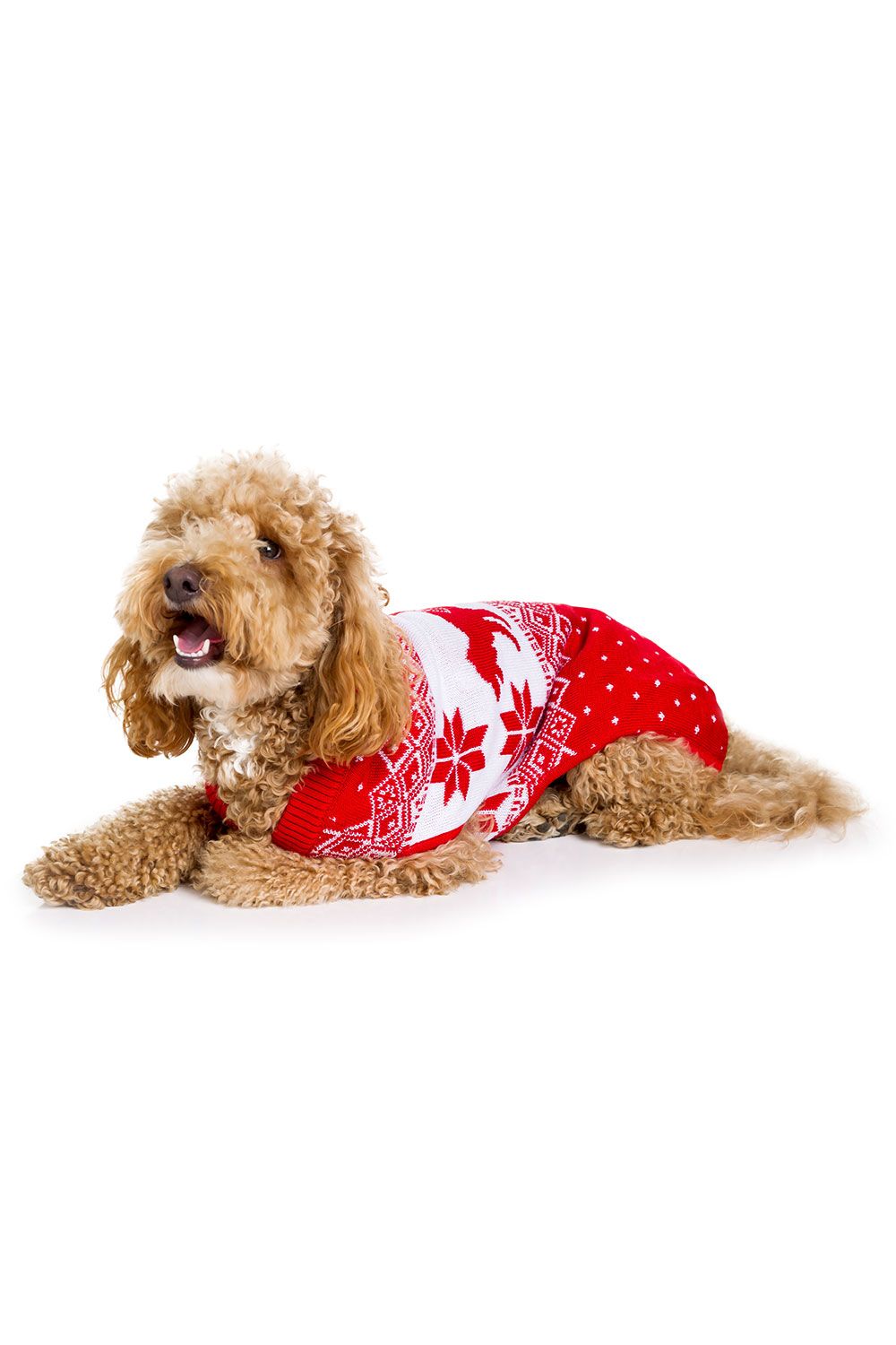 Humping K-9 Sweater